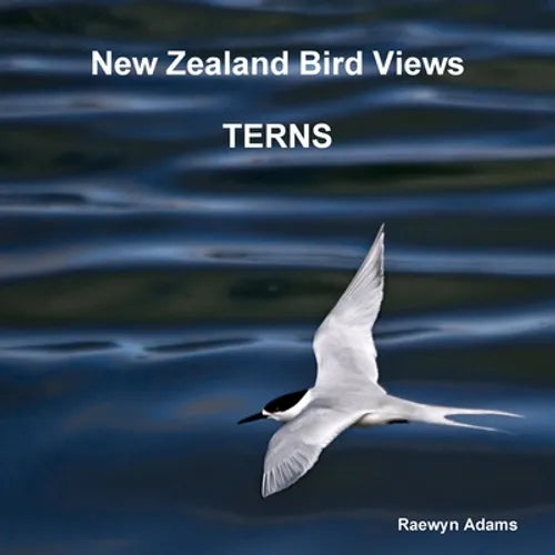 New Zealand bird views: terns