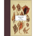 Vintage Prints: Shells