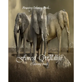 Forest Wildlife: Wildlife Coloring Book