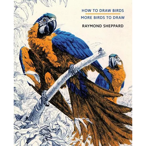 How to Draw Birds / More Birds to Draw