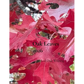 Oak Leaves 2026
