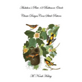 Audubon's Plate 12 Baltimore Oriole: Classic Designs Cross Stitch Pattern