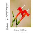 Arizona Wildflowers: 50 Reference Photos For Nature Artists