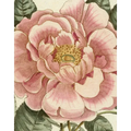 John Derian Picture Book II