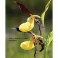 How to Draw Wild Flowers (Replica Edition)