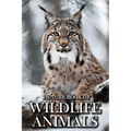 Wildlife Animals: Picture Books For Adults With Dementia And Alzheimers Patients - Beautiful Photos Of Wild Scenes with Animals