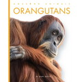 Orangutans