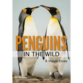 Penguins in the Wild