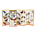 Common Butterflies of the Mid-Atlantic