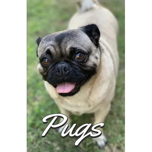 Pugs Photo Book for Writing and Note Taking: Writing Pad with Pug Pictures, Dog Lover Gifts