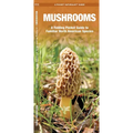 Mushrooms: An Introduction to Familiar North American Species